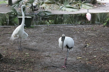 Flamingo Gardens - Freifluggehege